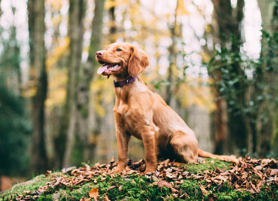 Hund i skogen